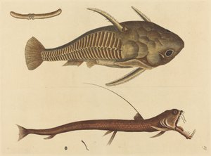 Huggormmunnen (Silurus cataphractus)
