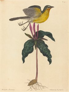 The Yellow-breasted Chat, publicerad 1754. av Mark Catesby
