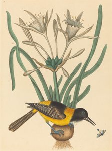 Den gula och svarta pajen (Oriolus Icterus) av Mark Catesby