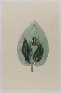 Trädgroda av Mark Catesby