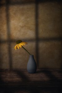 Gul blommas skugga