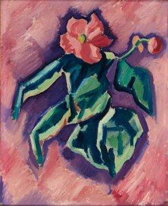 Rosa Begonien