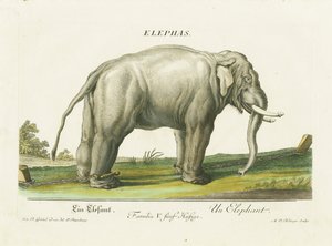 Asiatisk elefant i kedjor av Martin Elias Ridinger