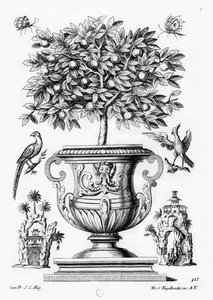 Citrusträd, c.1735 av Martin Engelbrecht