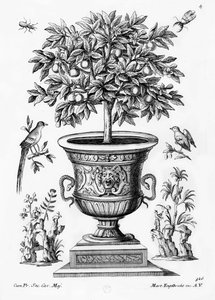 Citrusträd, c.1735 av Martin Engelbrecht