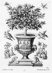 Citrusträd, c.1735 av Martin Engelbrecht