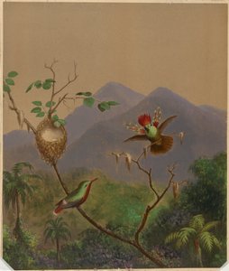Brasilianska kolibrier III av Martin Johnson Heade