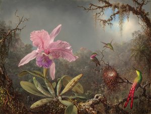 Cattleya orkidé och tre kolibrier av Martin Johnson Heade