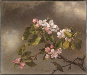 Kolibri och äppelblom av Martin Johnson Heade