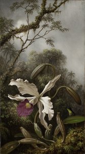 Kolibri med vit orkidé, 1875-1885
