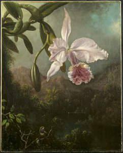 Orkidé blommar av Martin Johnson Heade