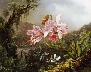 Orkidéer och kolibrier i en brasiliansk djungel, ca. 1871-72