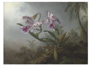 Rosa orkidéer och kolibri på en kvist, 1875 av Martin Johnson Heade