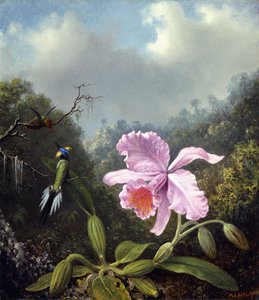Stilleben med orkidé och kolibri, ca 1890-talet