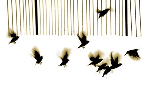 Starlings, 2003 (fotogravyr)