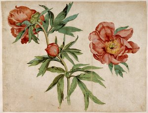 Studie av pioner av Martin Schongauer