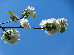 Äppelblom av Martina Konitzky