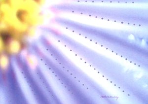 Blå blomma av Martina Konitzky