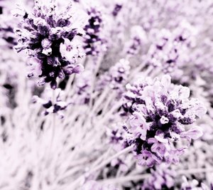 Lavendel lila silver av Martina Konitzky