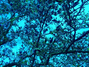 Magnolia blå av Martina Konitzky