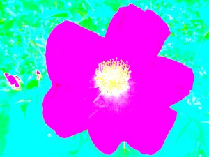 Popkonsthyllning Andy Warhol av Martina Konitzky