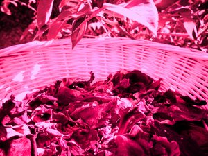 Rosenblad potpourri av Martina Konitzky