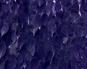 salvia av Martina Konitzky