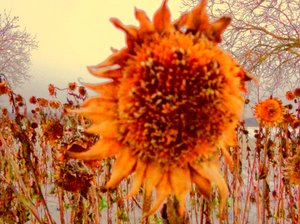 Solros på vintern hyllning till Vincent van Gogh av Martina Konitzky