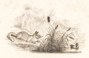 Illustration till "Halvhundra fabler för barn" av Hey av Martinus Rørbye