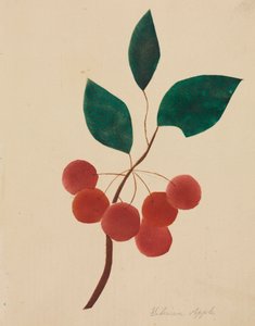 Sibiriskt äpple.