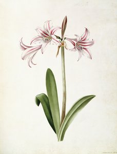 (Amaryllis) Vittata Formosa av Mary Elizabeth Rosenberg