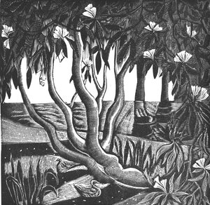 Rhododendron, Holland Park, 2006 (vinylgravyr) av Mary Kuper