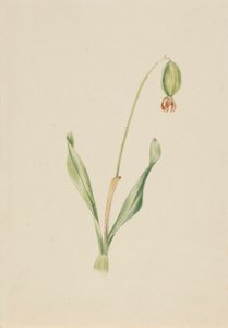 (Utan titel) (Växtstudie) av Mary Vaux Walcott