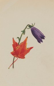 (Utan titel) av Mary Vaux Walcott