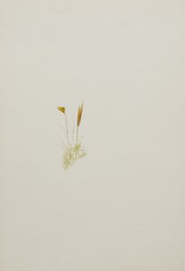(Utan titel--Blomststudie) av Mary Vaux Walcott
