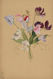 (Utan titel--Blomststudie) av Mary Vaux Walcott