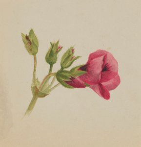 (Utan titel--Blomststudie) av Mary Vaux Walcott