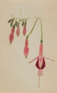 (Utan titel--Blomststudie) av Mary Vaux Walcott