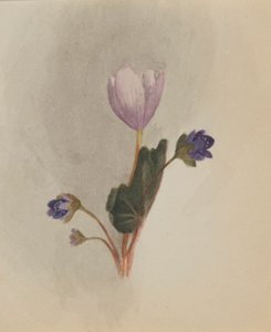 (Utan titel--Blomststudie) av Mary Vaux Walcott