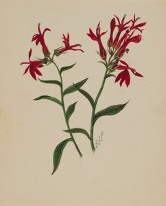 (Utan titel--Blomststudie) av Mary Vaux Walcott