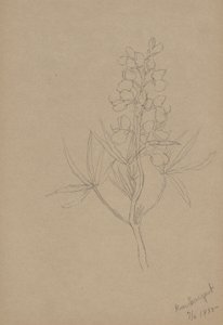 (Utan titel--Blomststudie) av Mary Vaux Walcott