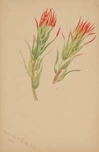(Utan titel--Plantstudie) av Mary Vaux Walcott