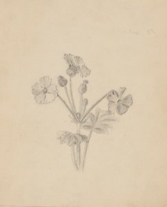 (Utan titel--Plantstudie) av Mary Vaux Walcott