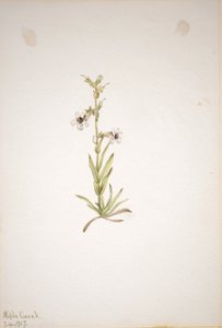 (Utan titel--Plantstudie) av Mary Vaux Walcott