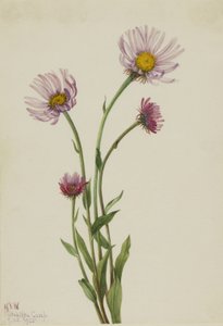 Erigeron salsuginosus (Alaskan fleabane) av Mary Vaux Walcott