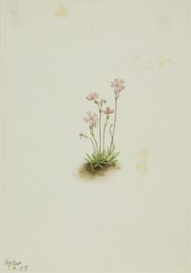 Alberta Primrose (Primula maccalliana) av Mary Vaux Walcott