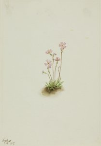 Alberta Primrose Primula maccalliana, 1917. av Mary Vaux Walcott