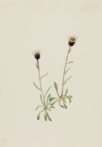 Aleutian Fleabane Erigeron unalaschensis, n.d. av Mary Vaux Walcott