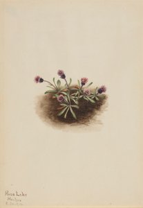 Alpplanta (Erigeron unalaschcensis) av Mary Vaux Walcott