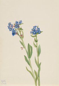 Alpin förgätmigej (Myosotis alpestris) av Mary Vaux Walcott
